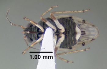 Media type: image;   Entomology 619245 Aspect: habitus ventral view